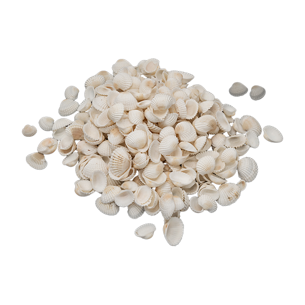 Conchas del mar peqeñas 500 g