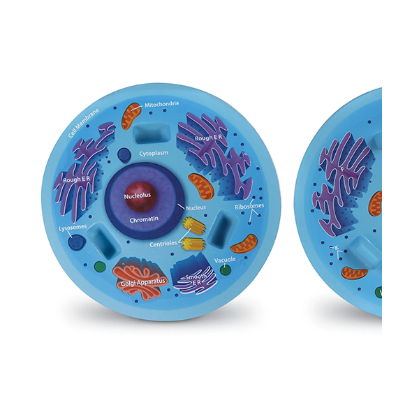 Modelo célula animal sección transversal