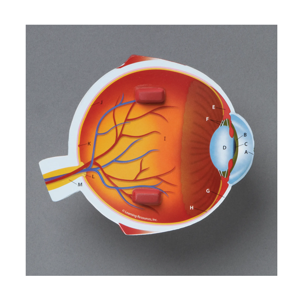 Modelo ojo sección transversal