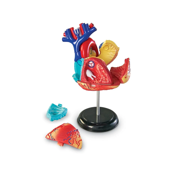 Modelo anatomía: El corazón