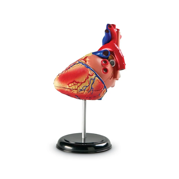 Modelo anatomía: El corazón