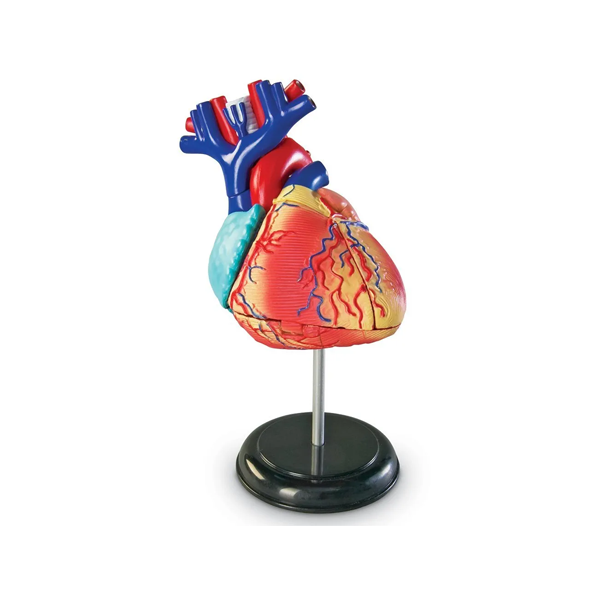 Modelo anatomía: El corazón