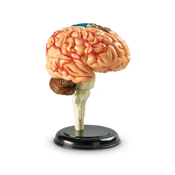 Modelo anatomía: El cerebro
